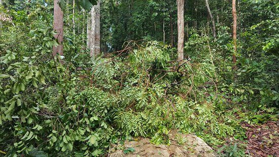 Sungai Udang Recreational Forest